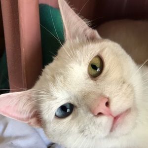 Meet your Posher, Abby